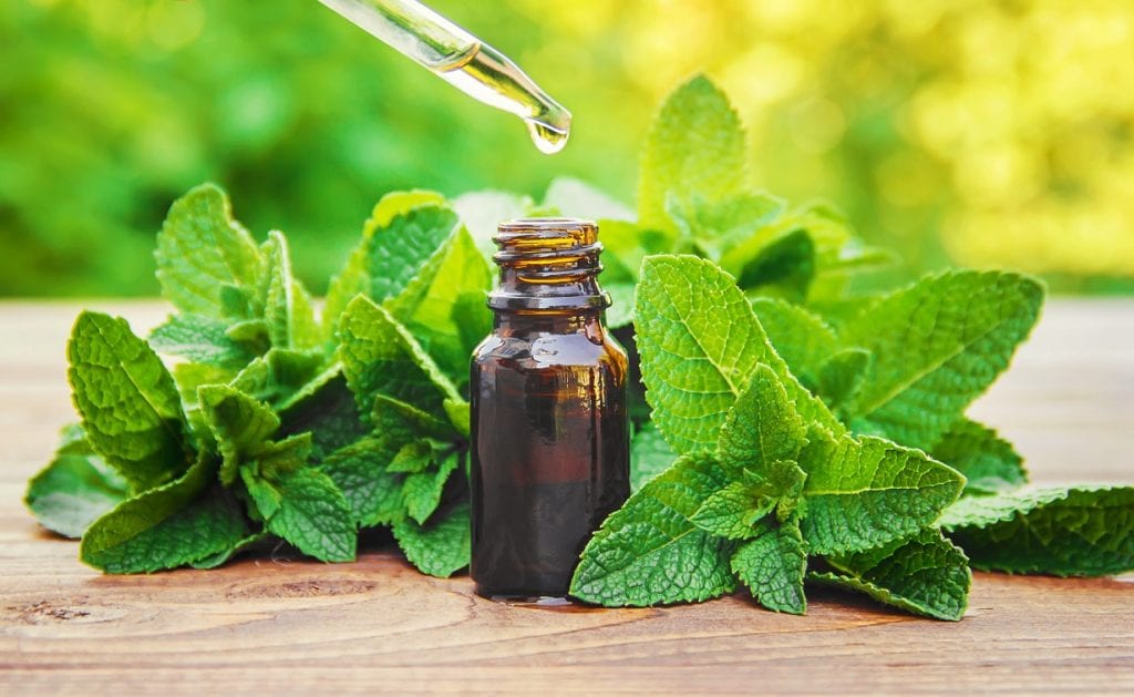 Qual a relação entre Fitoterapia e Plantas Medicinais?